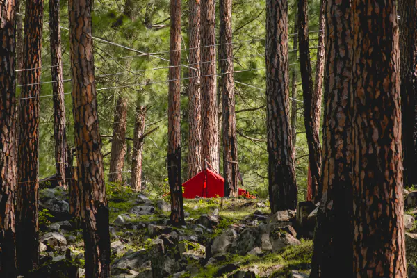 A red tent under the pines