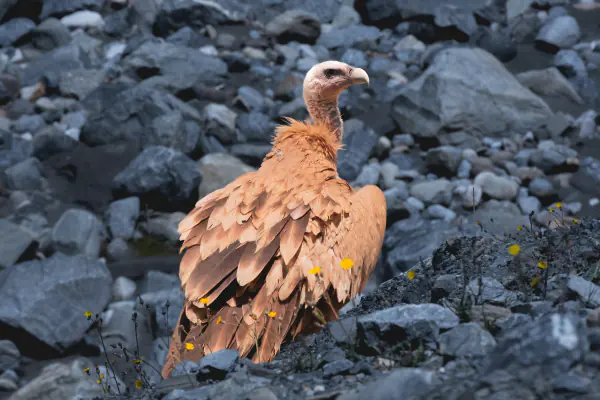 Himalayan griffon on the scree