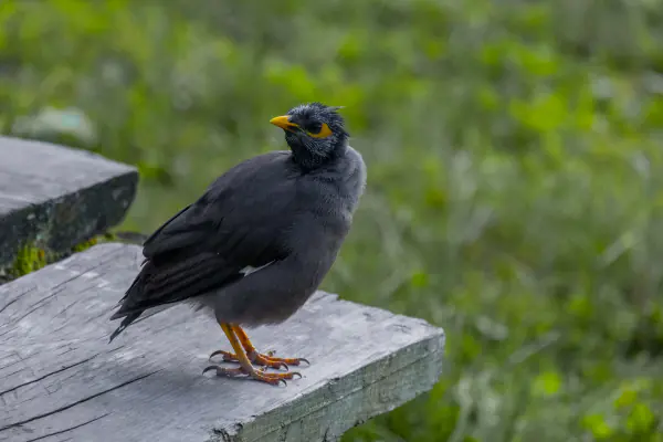 Jungle myna on a bench