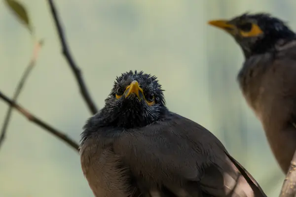 Mynas, close