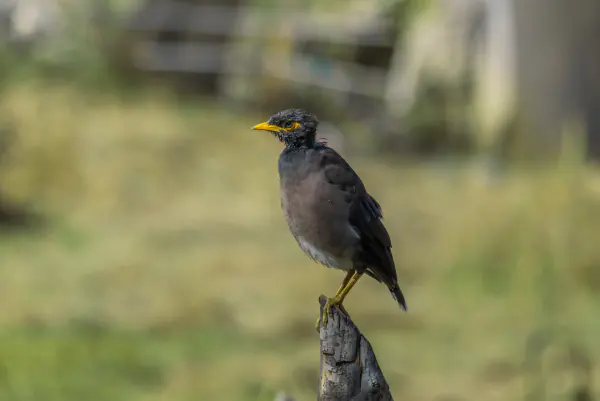 Myna on a post