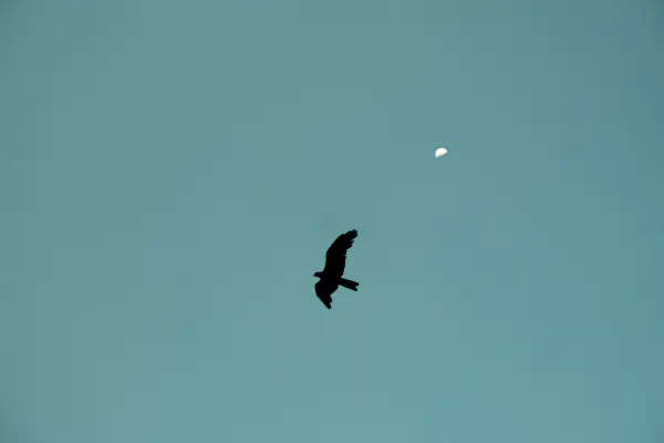 Kite and a daytime moon