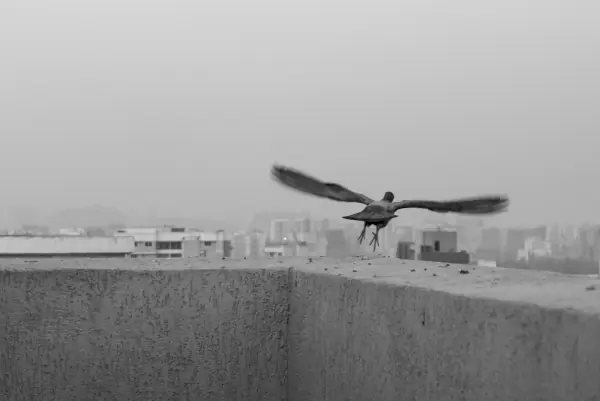 Crow over the haze