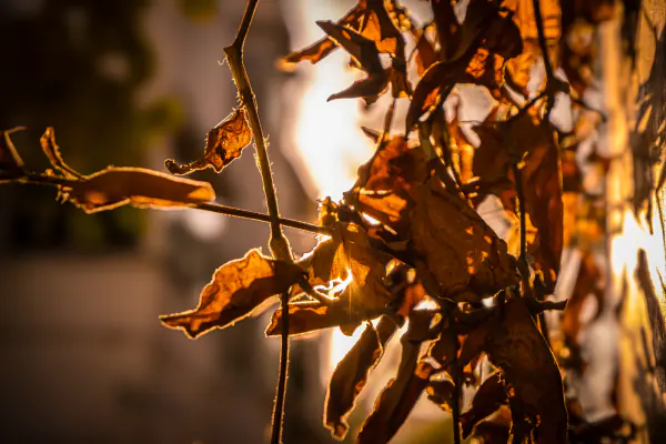 Dry leaves, lit from behind