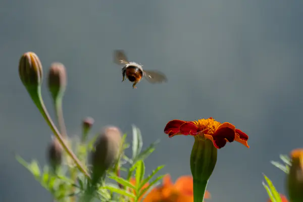 Bumblebee over marigold buds