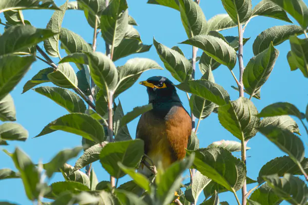 Myna in an apple tree