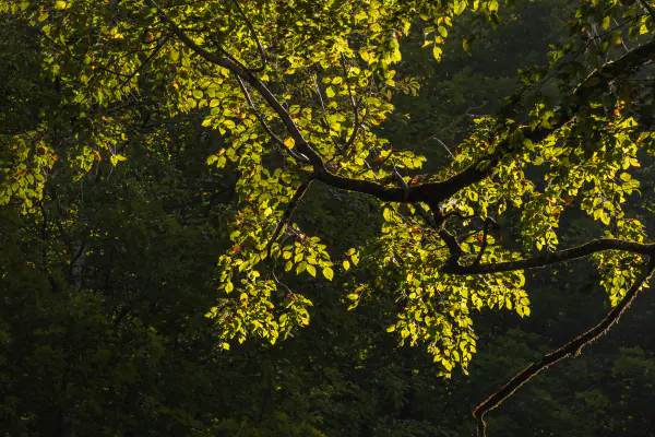 Backlit leaves