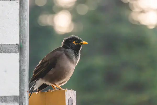 Myna on a yellow post