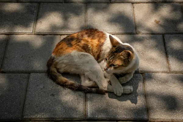 Asleep on the paving