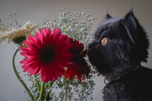 Cat and gerberas