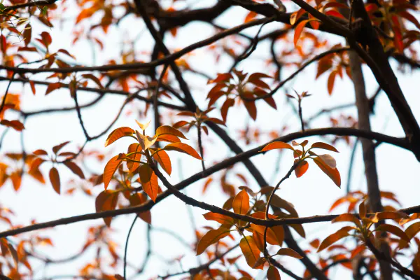 New leaves, red