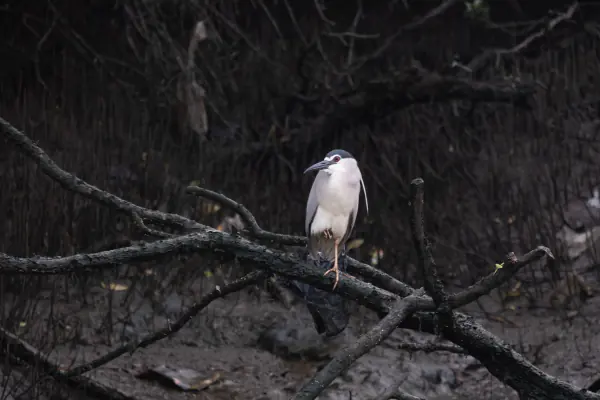 Night heron in the mangroves