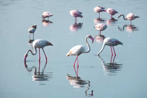 Wading, pale water