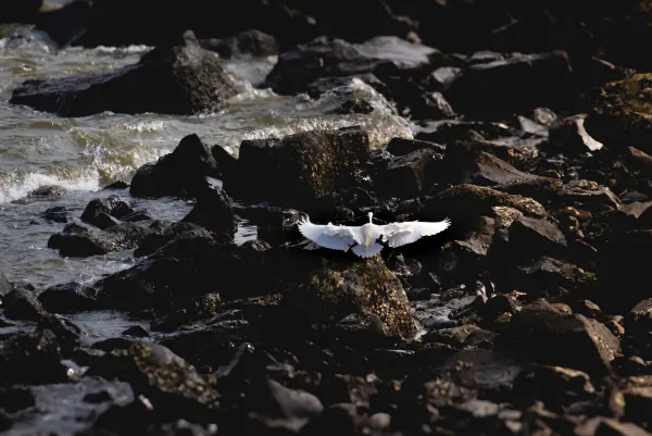 Landing on the black rocks