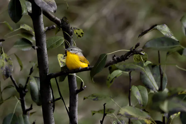 Yellow, in the branches