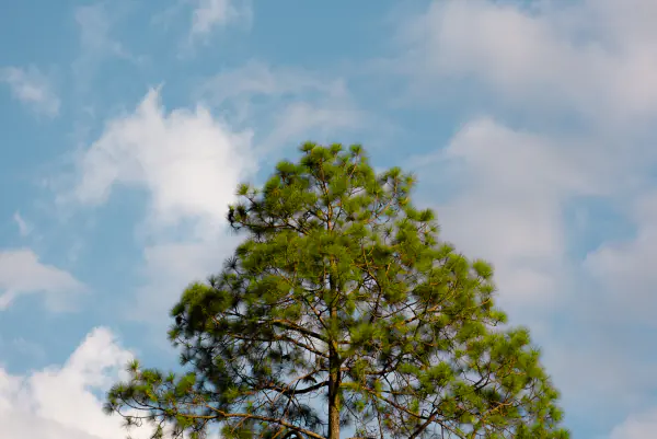 Crown against cumulus