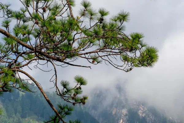 Bough, and the crag behind