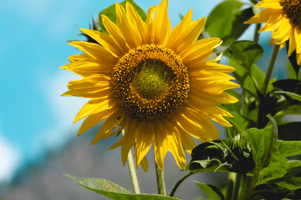 Sunflower against blue