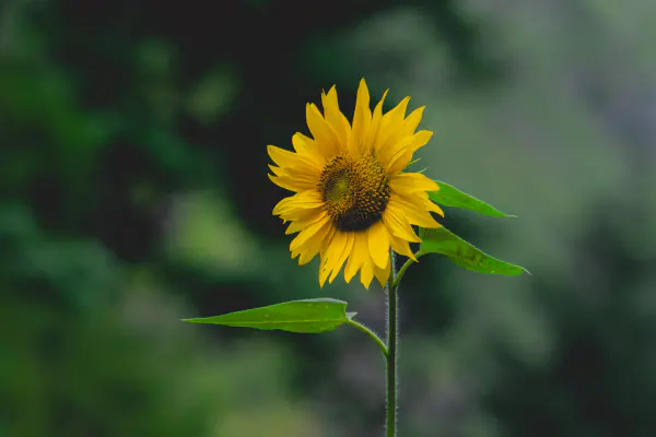 One sunflower